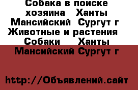 Собака в поиске хозяина - Ханты-Мансийский, Сургут г. Животные и растения » Собаки   . Ханты-Мансийский,Сургут г.